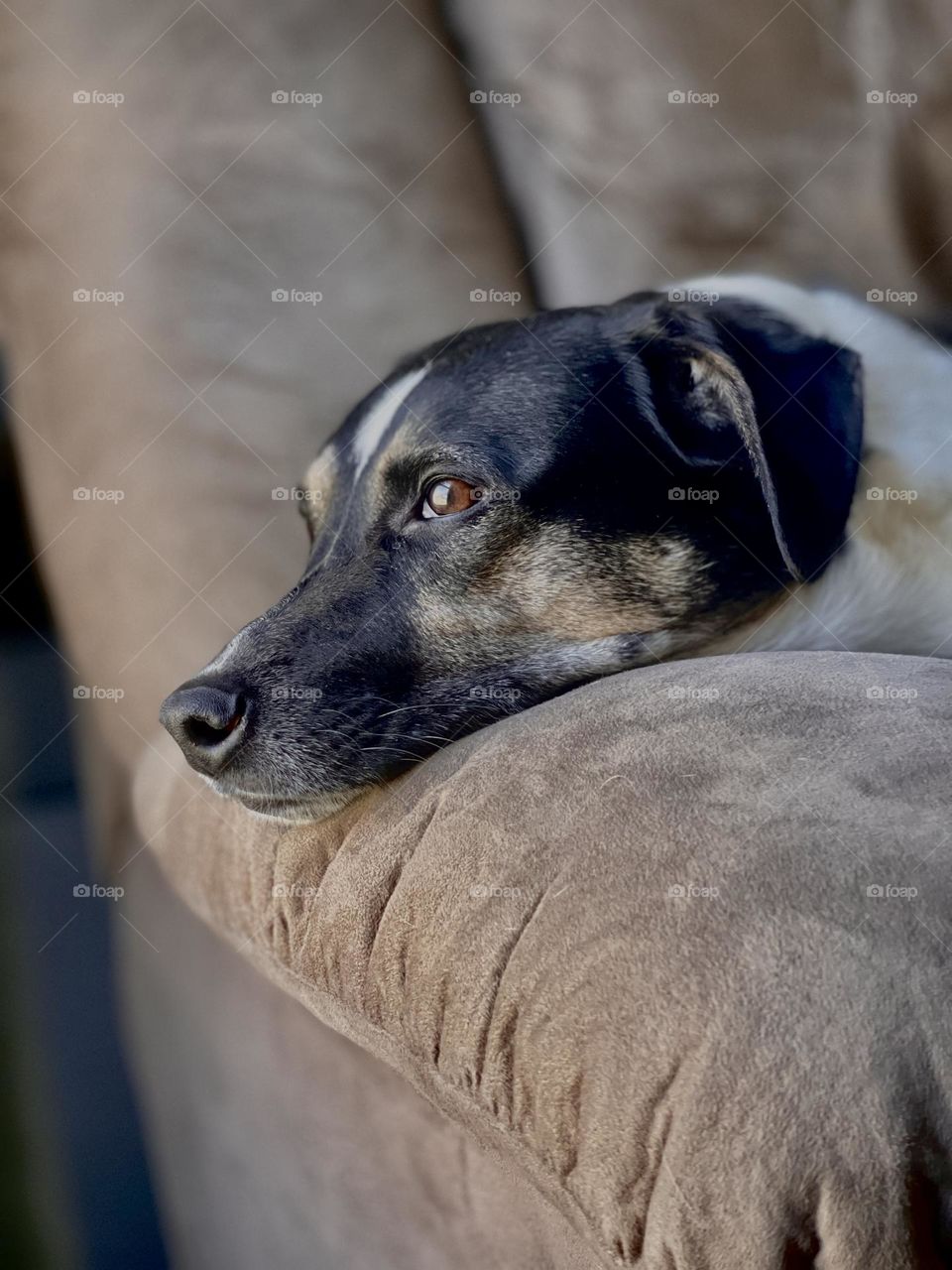 Closeup profile portrait of a mixed breed terrier dog resting his head on a couch