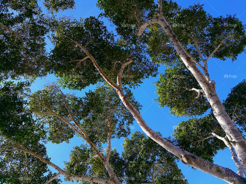 Big tree against blue sky with copy space on the right side. Concept of Green World Environment. Beautiful nature.