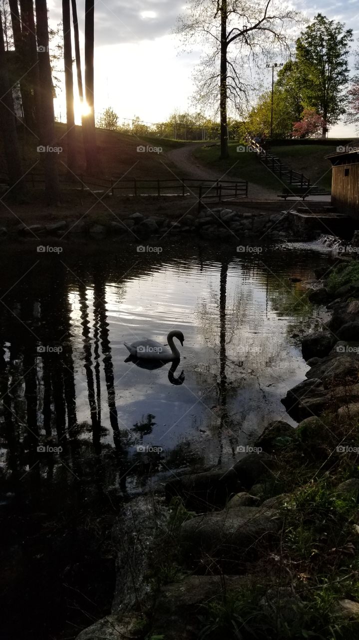 A Swan Discovering Herself