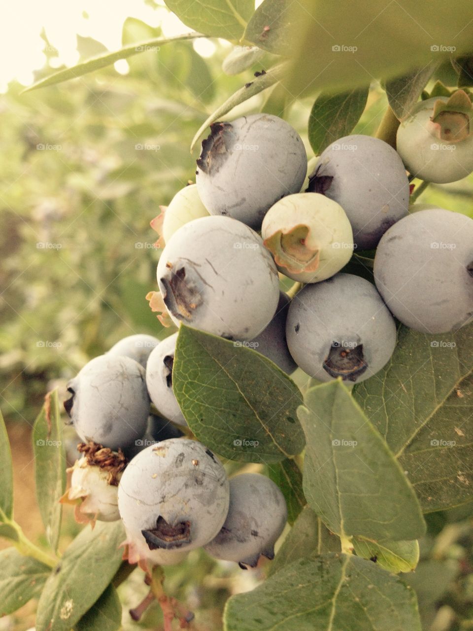 Picking blue berries 