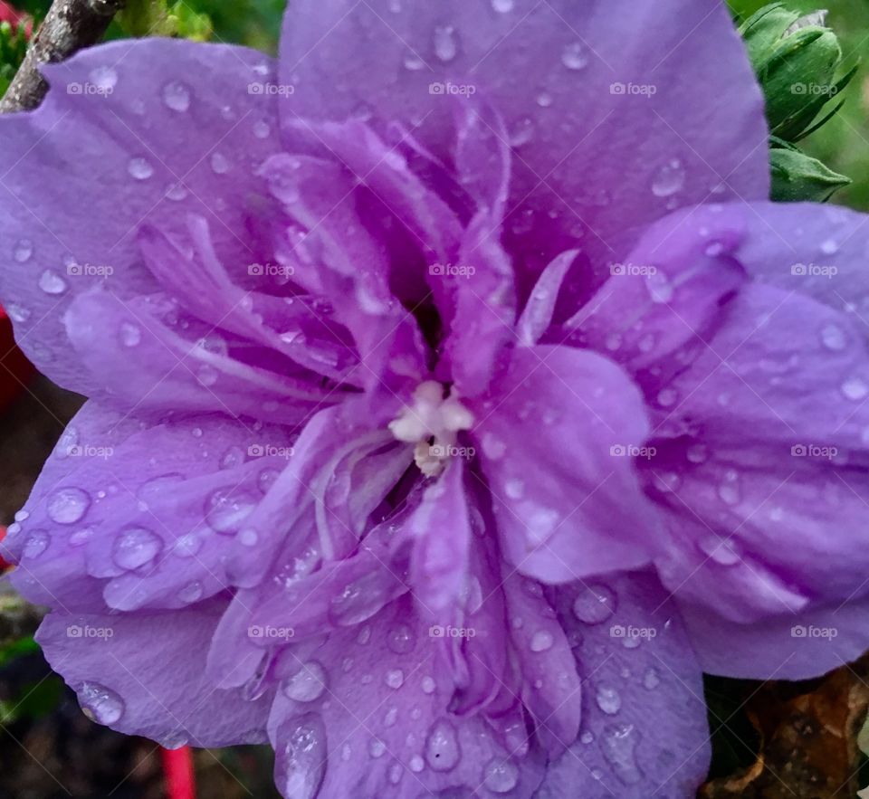 Wet flower 