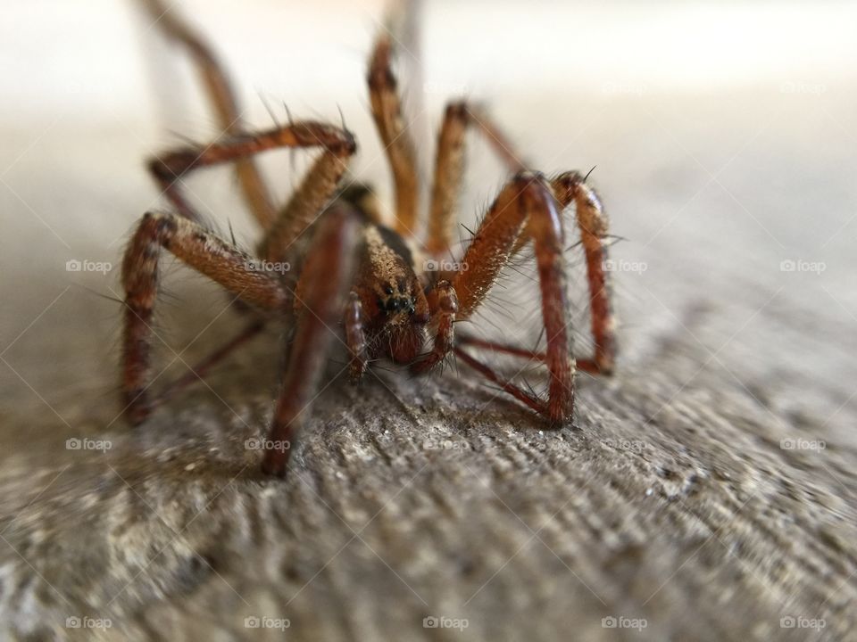 Macro spider