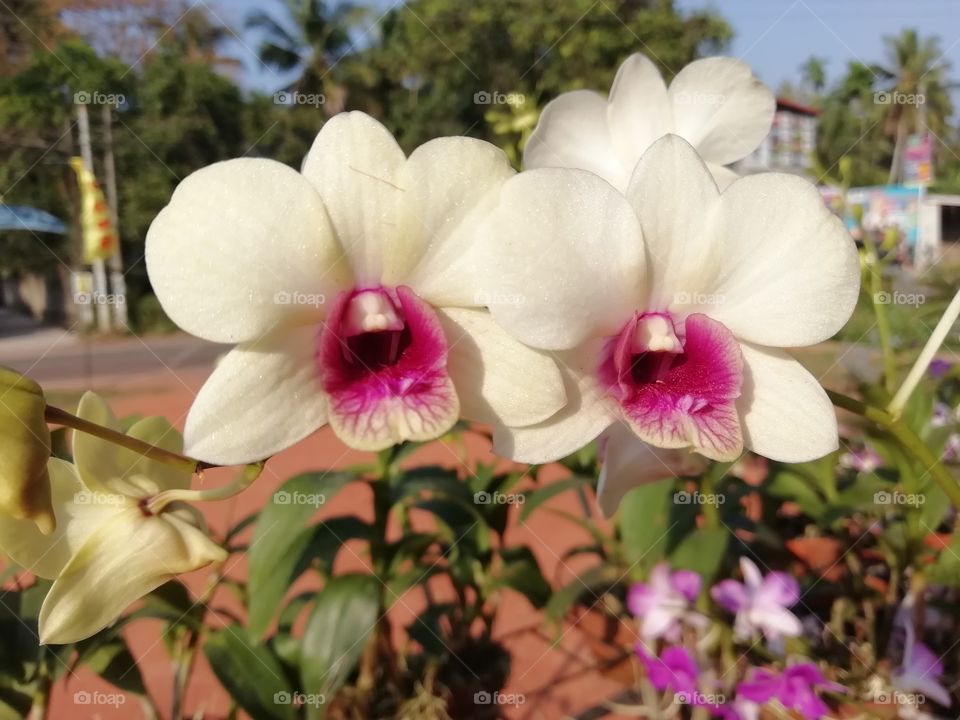 Flowers at an exhibition