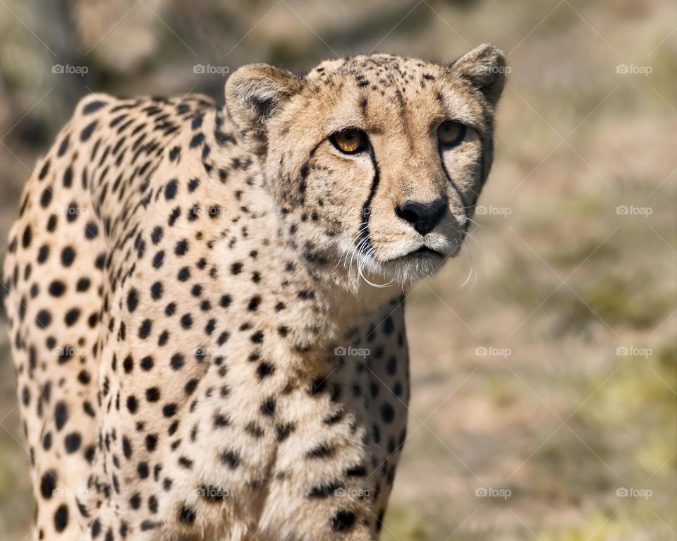 The circular spots of a cheetah 