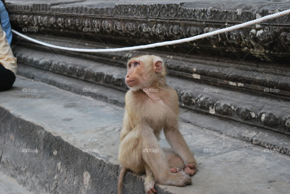 A monkey at Angkor Wat