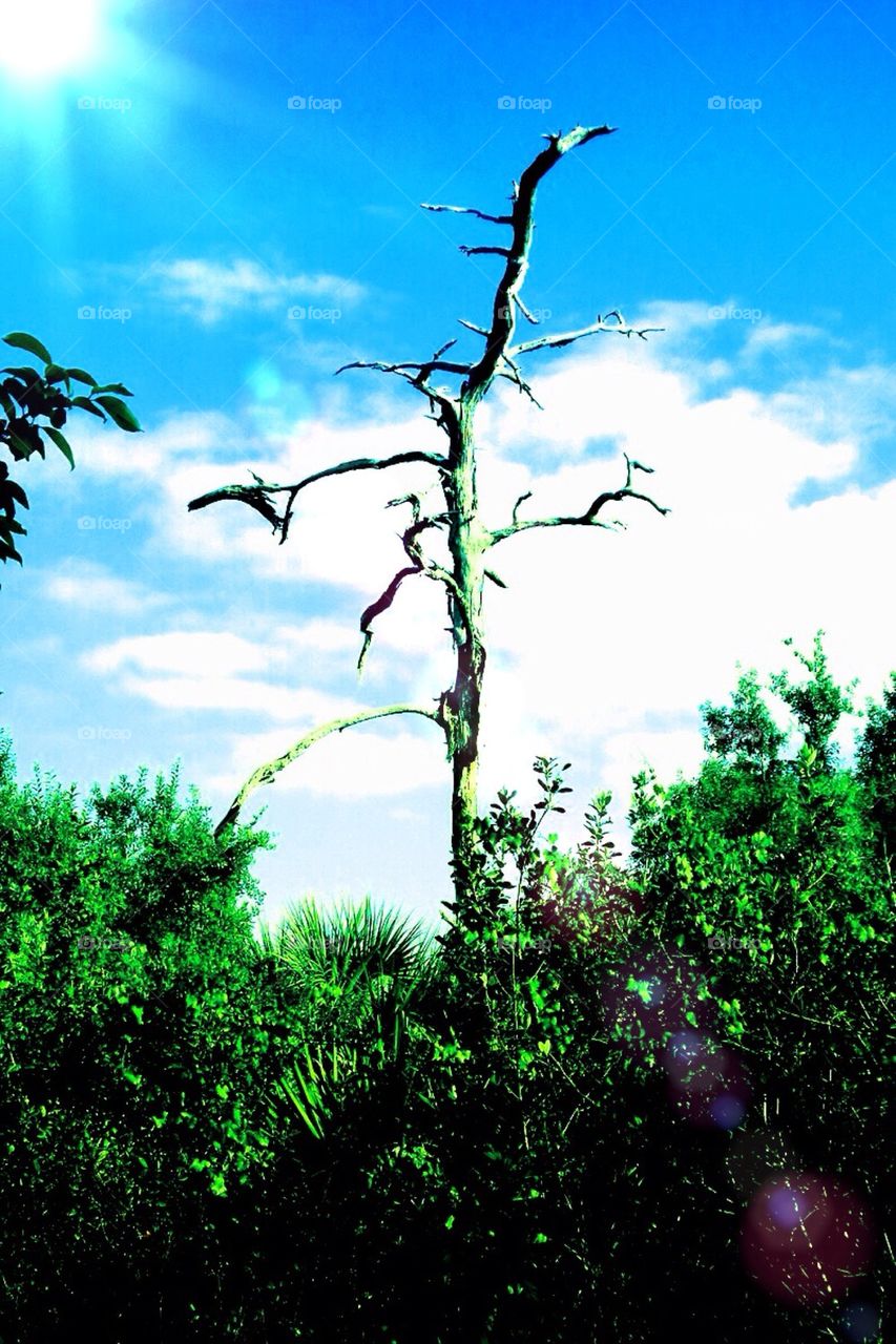 A favorite tree for wildlife 