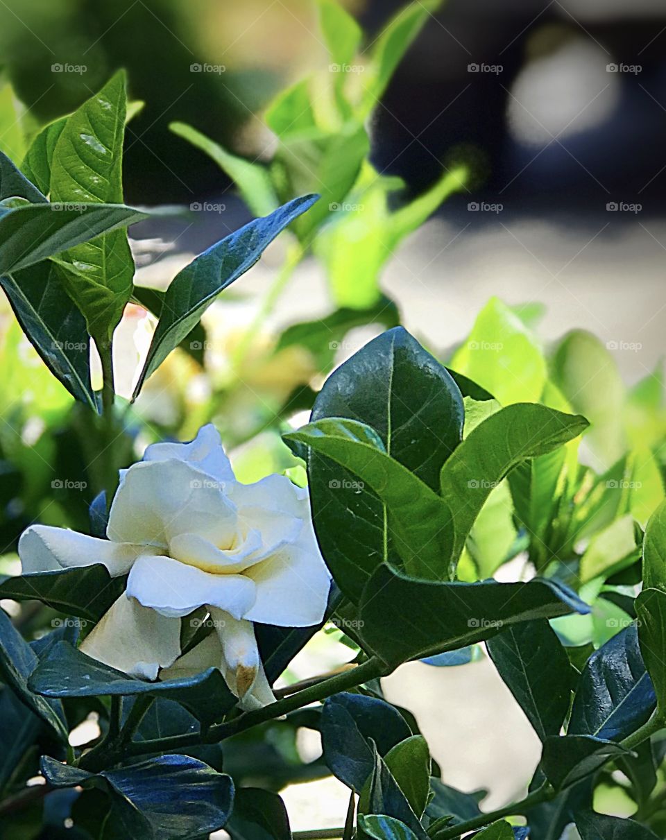 Gardenia