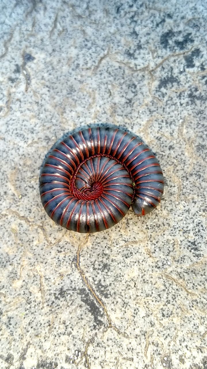 millipede curled up