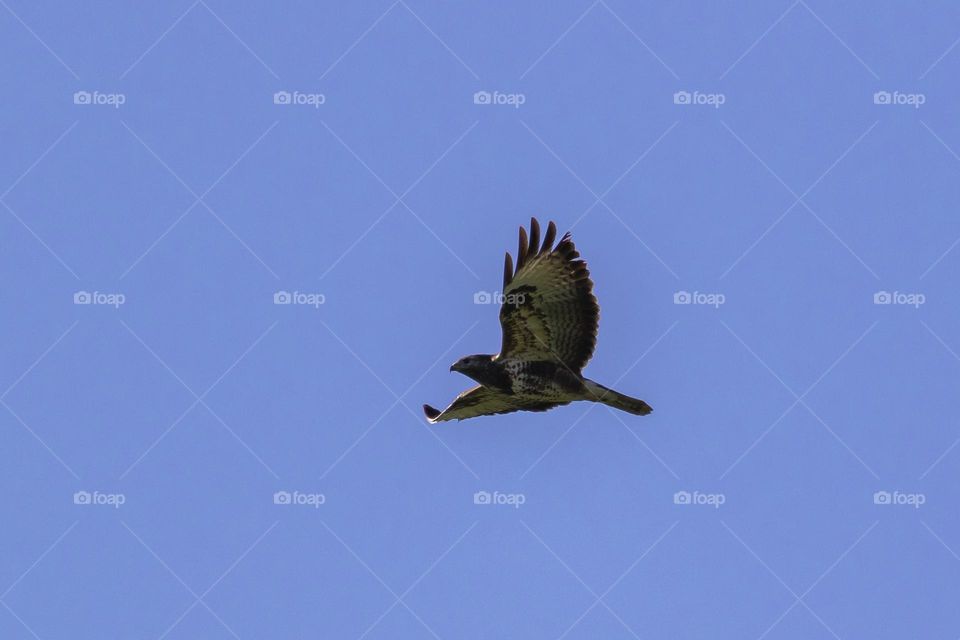 A command buzzard or buteo buteo flying in blur sky. the predator bird is soaring through the sky in search for some prey to catch
