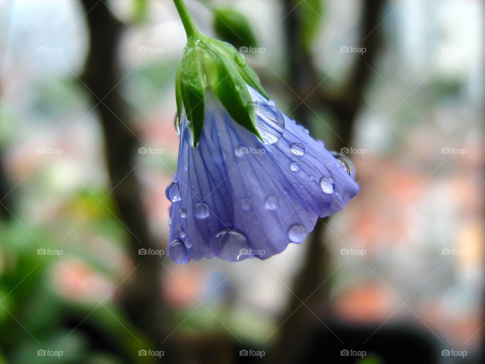 Raindrops