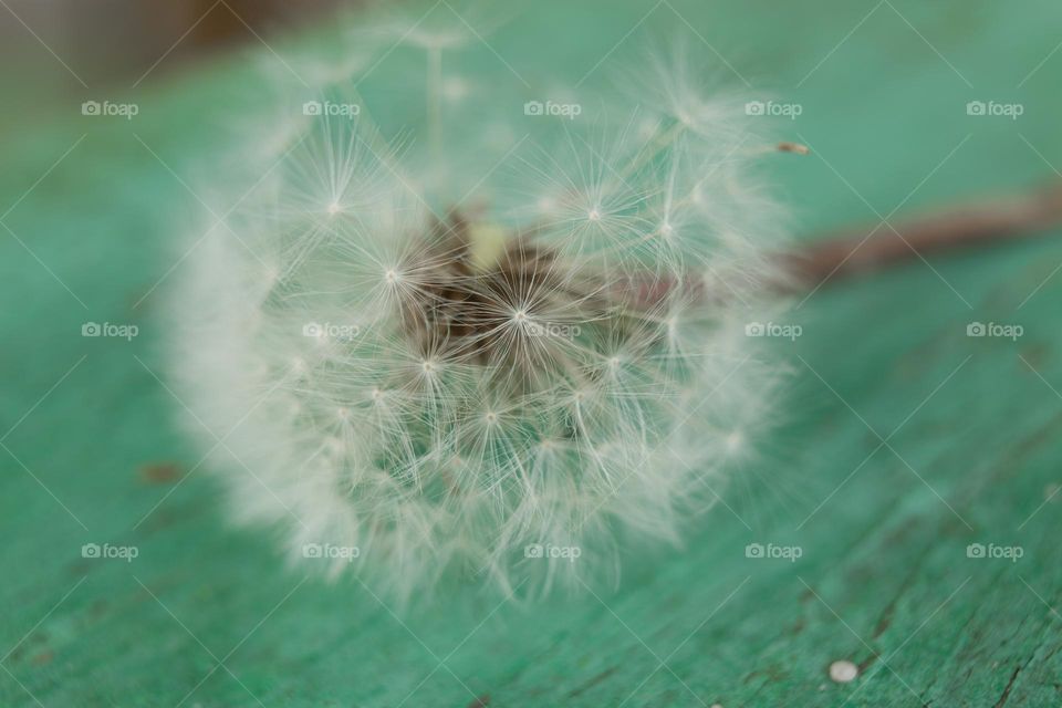 dandelion