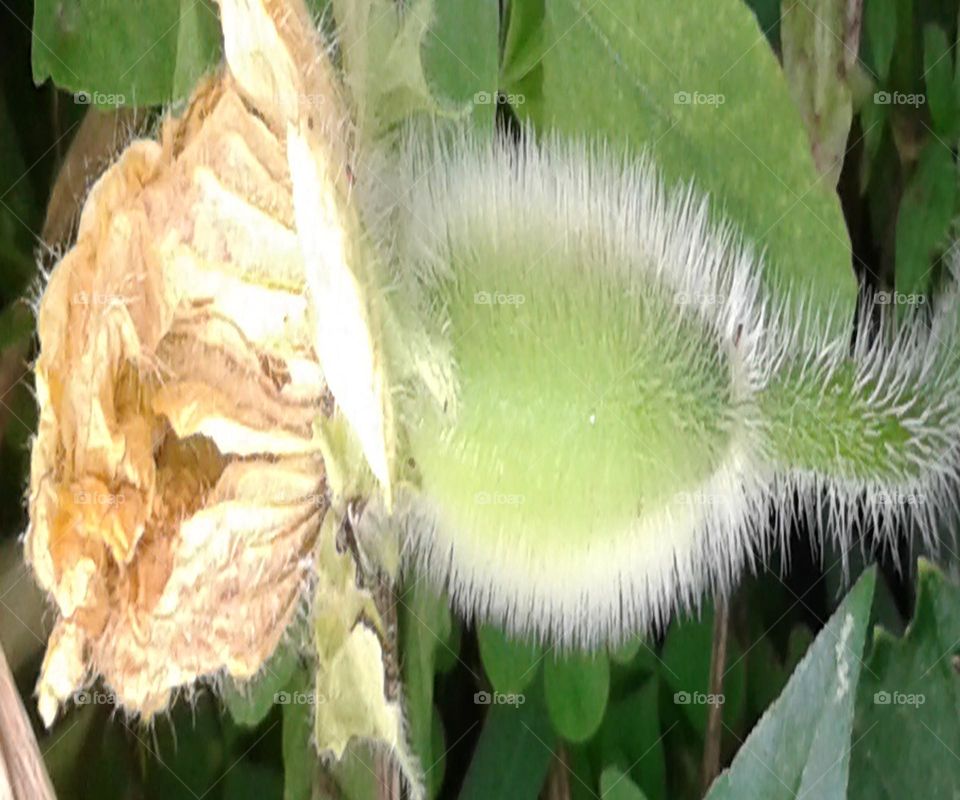 kumura flower looking very good