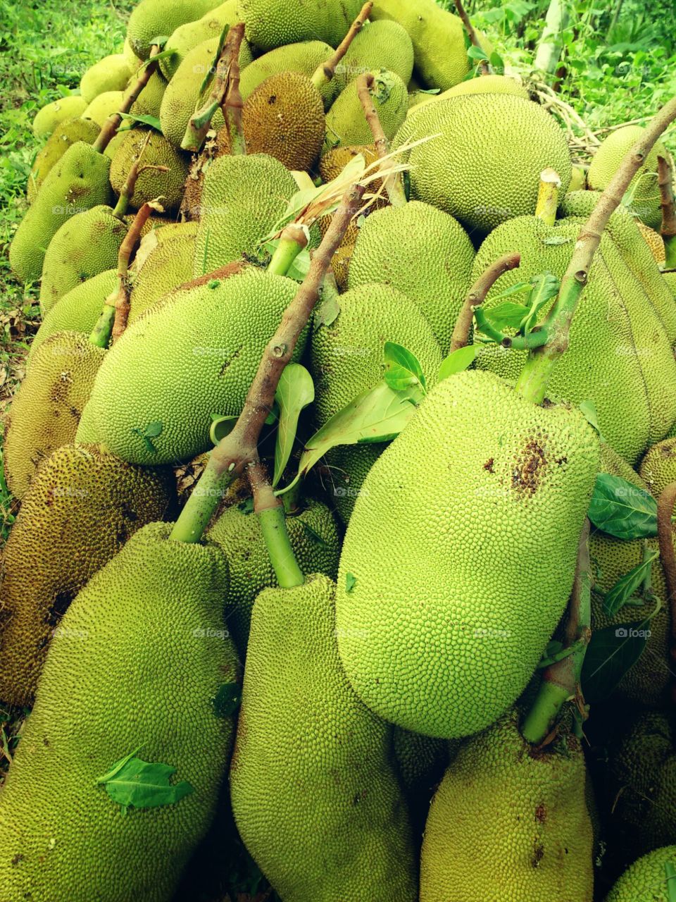 Jack fruit