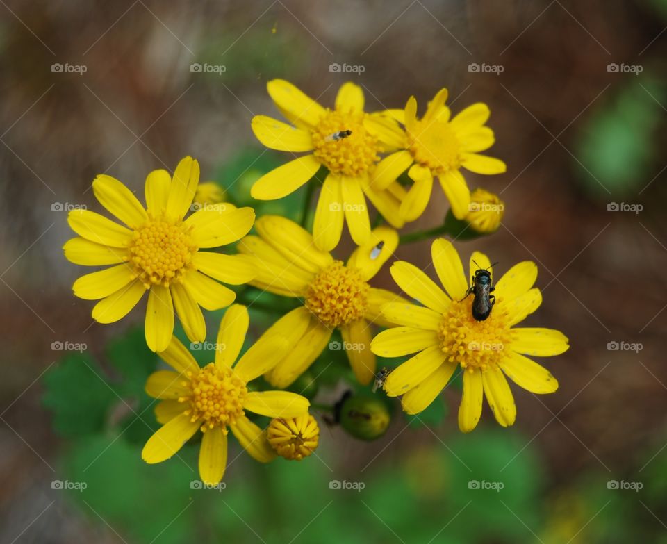 Yellow flower