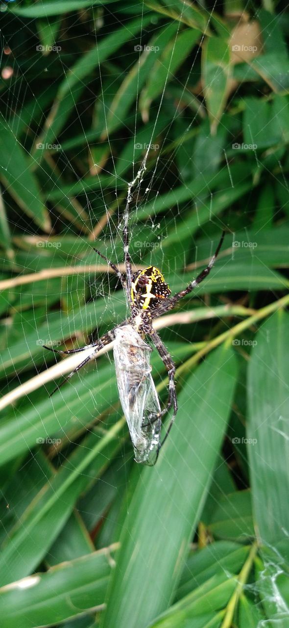 Argiope anasuja is a species of spider in the family Araneidae.