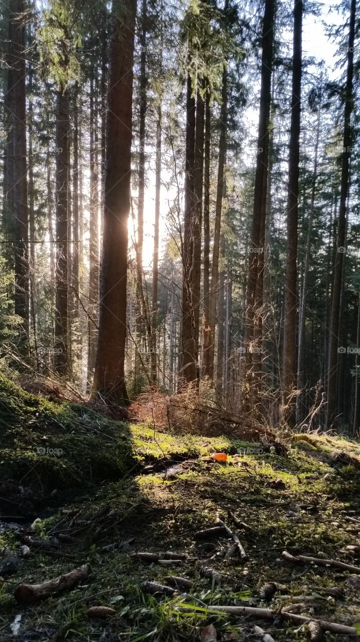 sun in the dark forest . way down from hochfirst mountain in Titisee black forest Germany 