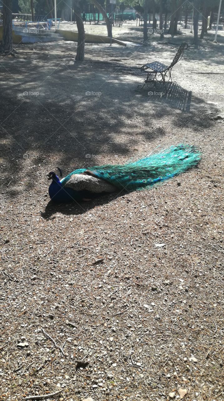lazy peacock