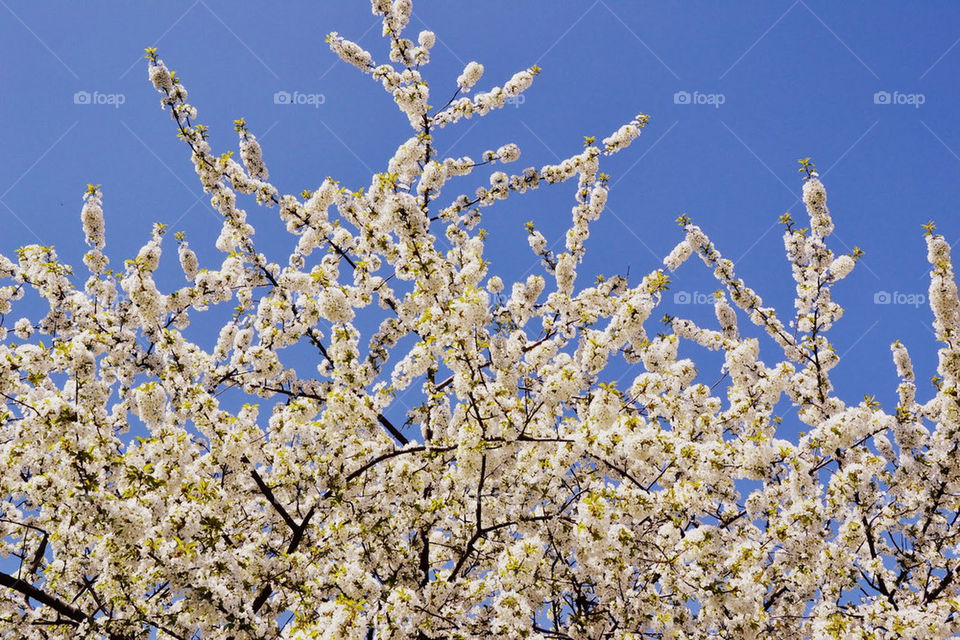 sky spring flowers nature by bubu