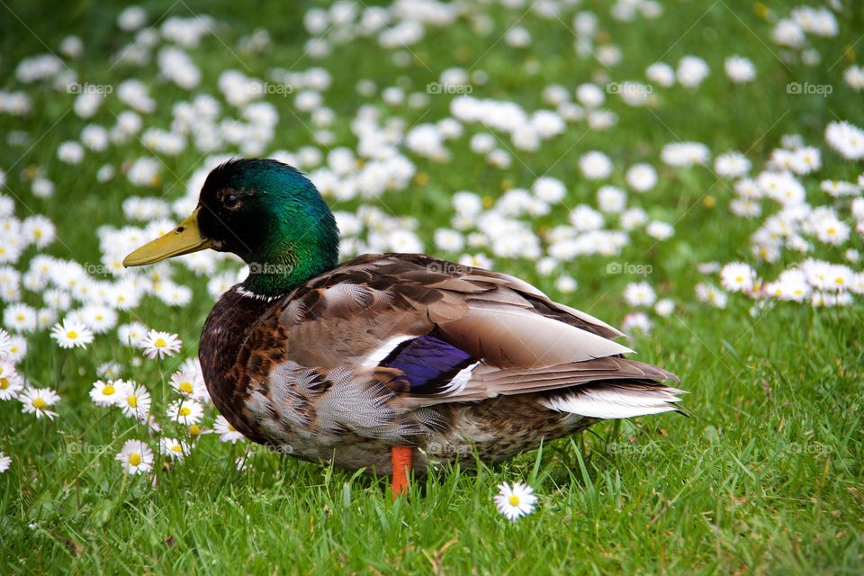 Duck and summer flowers . Duck and summer flowers 
