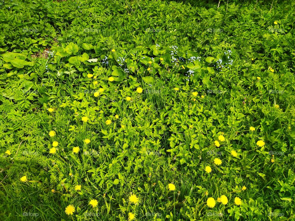 природа в цвету