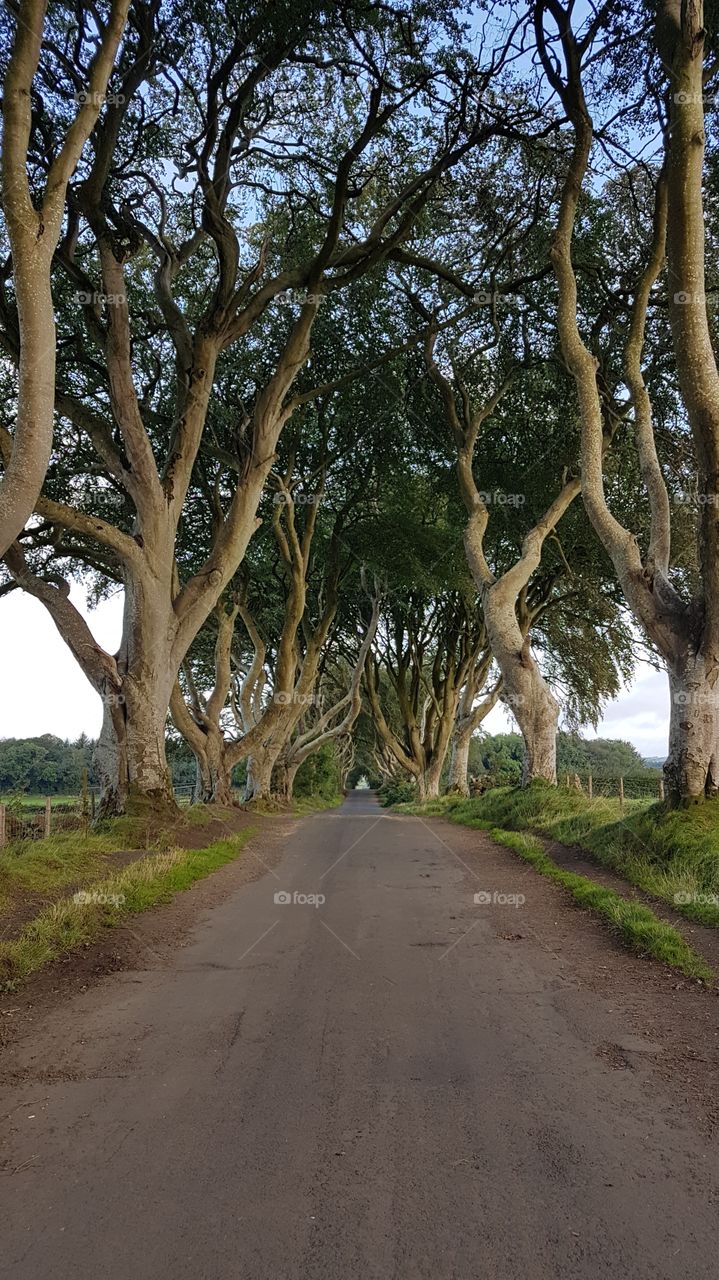 Dark hedges 
