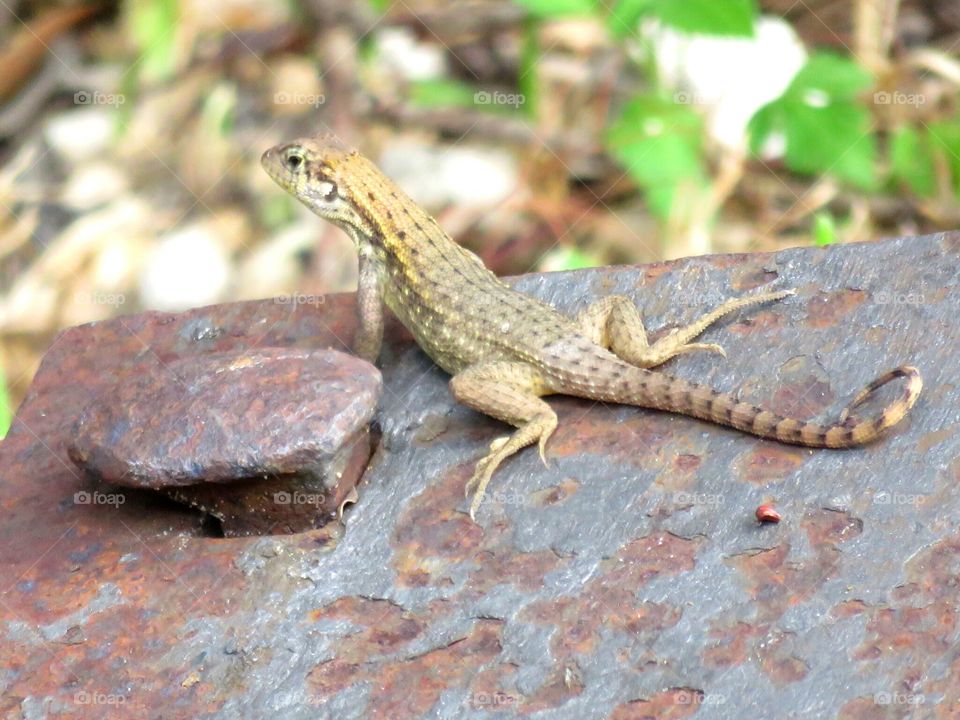 The Thoughtful Lizard. This lizard was caught hanging out on a railroad tie at one of my favorite local eateries.