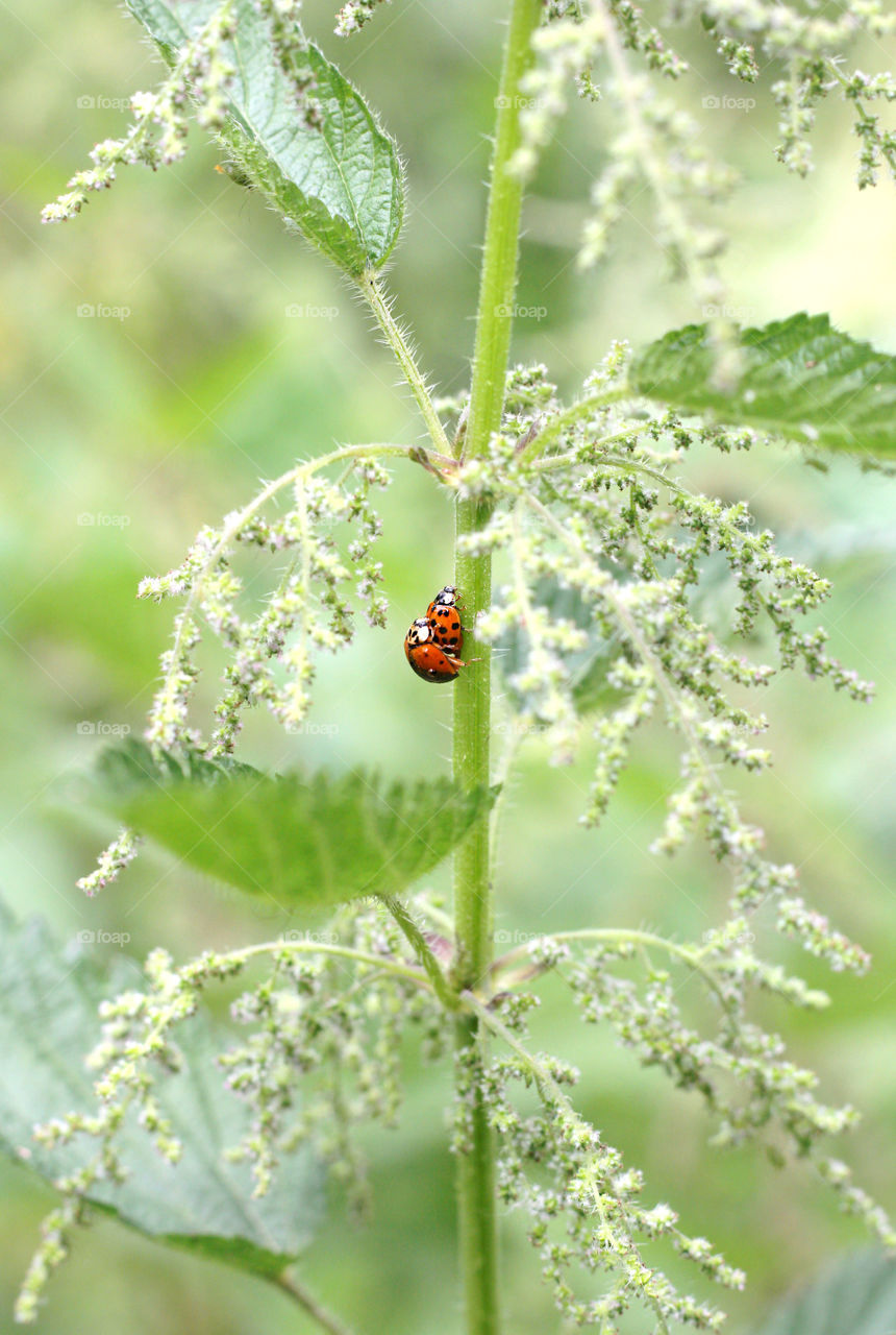 Couple of ladybugs making love on the stem of green plant, close up