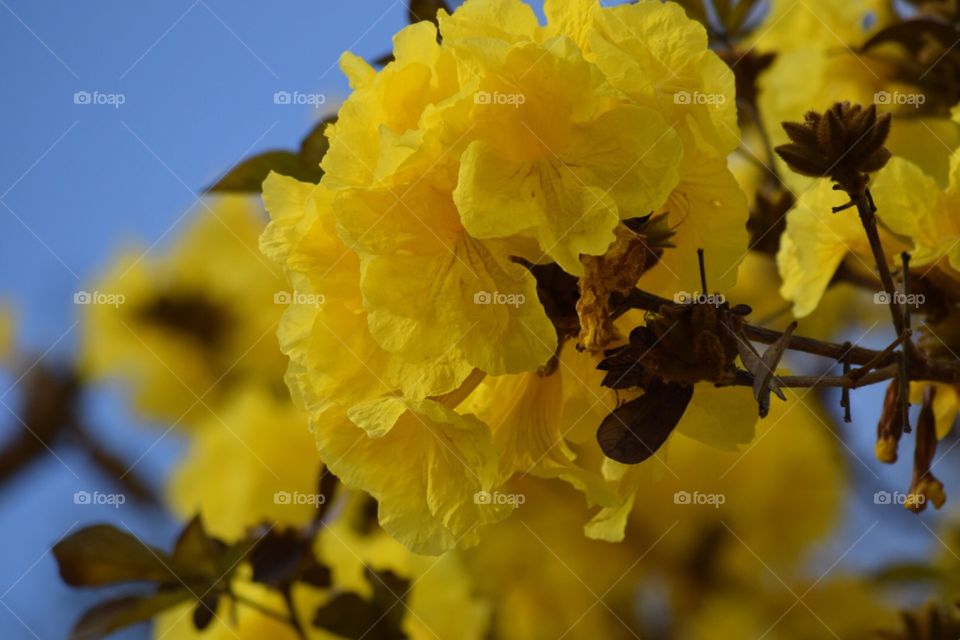 Yellow flower
