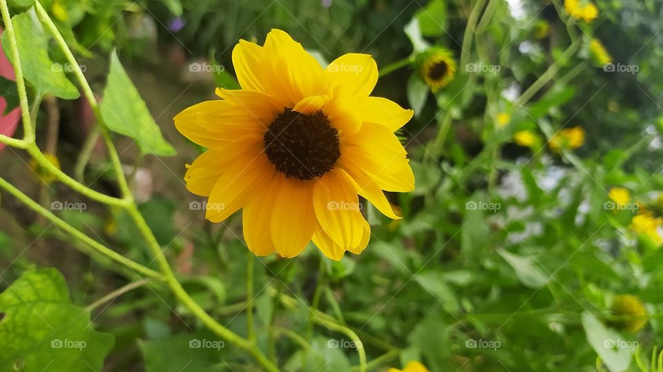 Smiling Sunflower