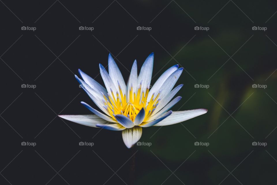 lotus water lily charm in summer breeze