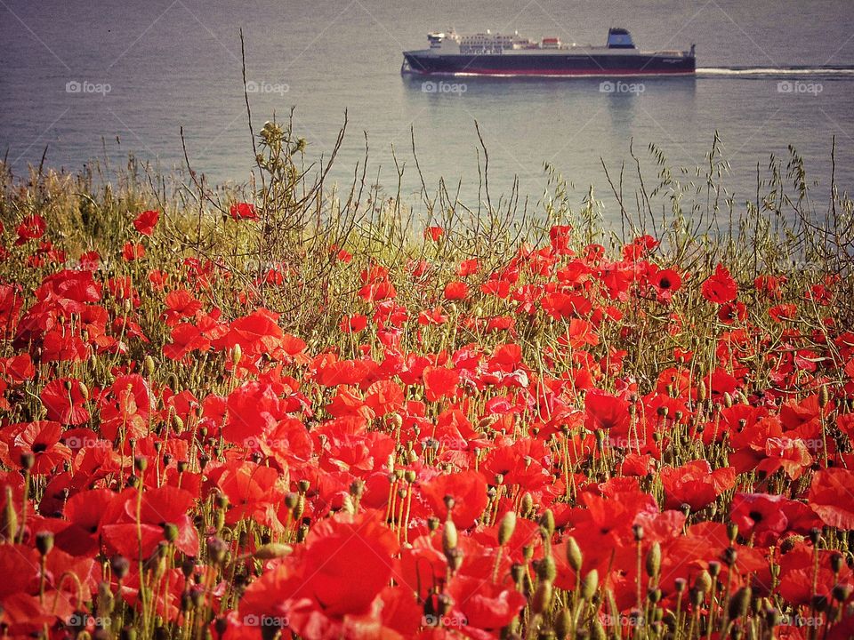 Poppies. Dover