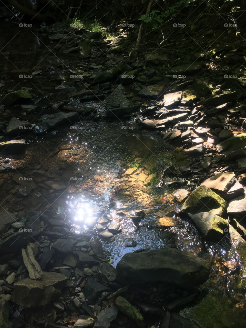 Sunlight on Smelt Brook