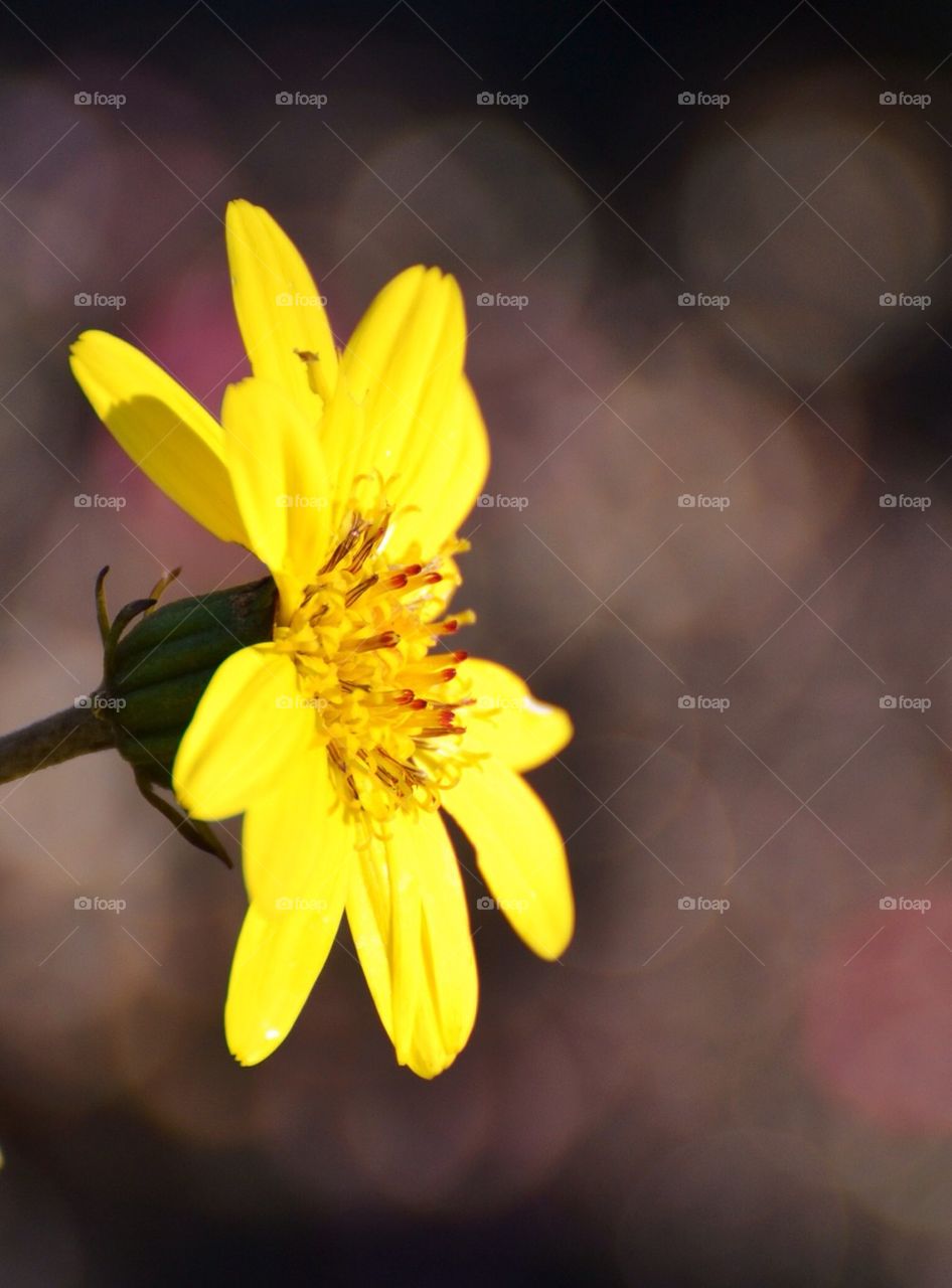 Yellow Flower