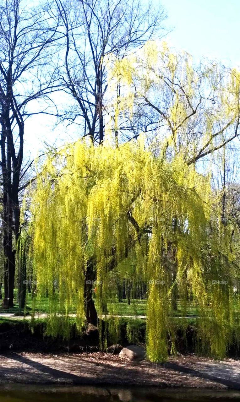 Willow in the park