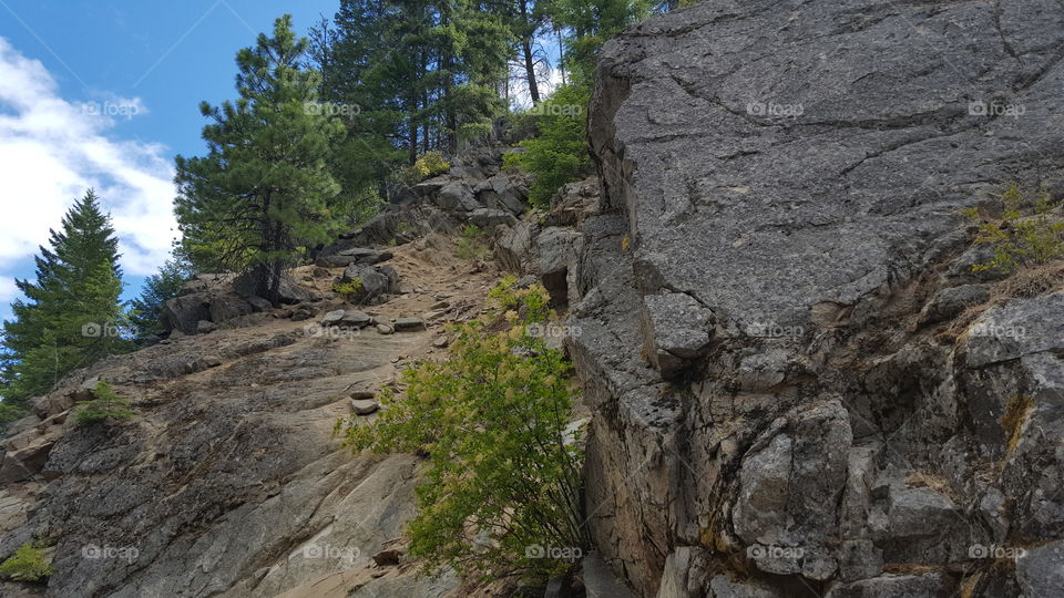 trees on a cliff edge