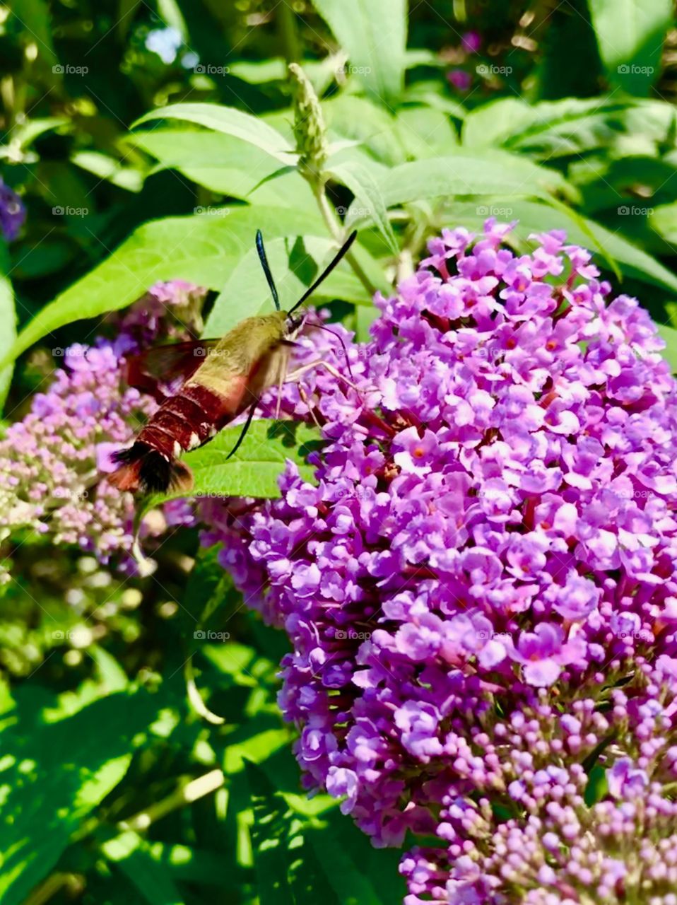Big bug flying in the flowers in the sunny park 