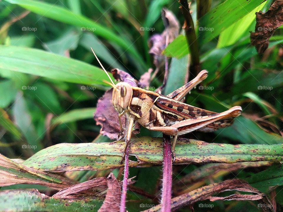 Brown Grasshopper, Bombay Locust on green leaf tree