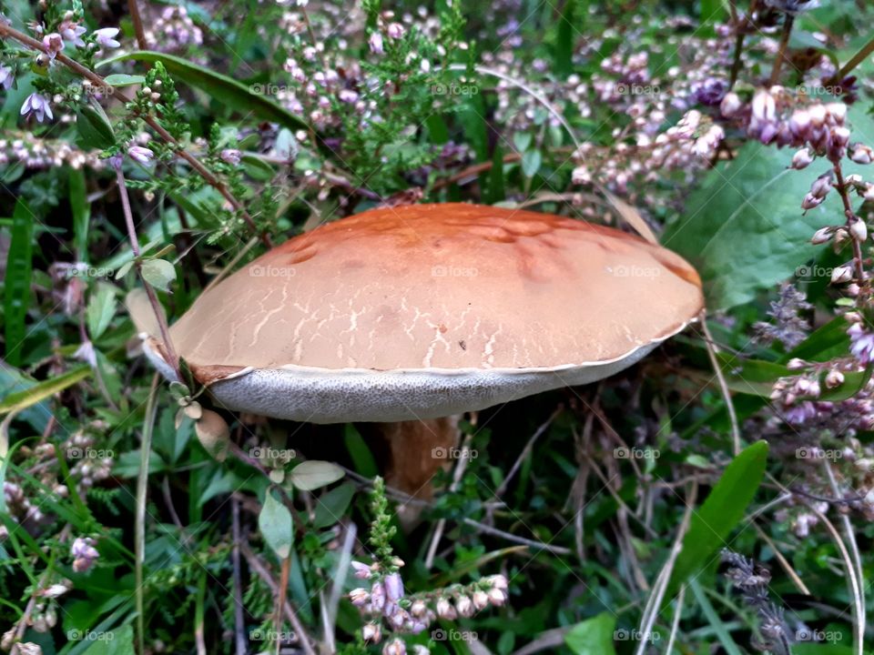 leccinum versipelle