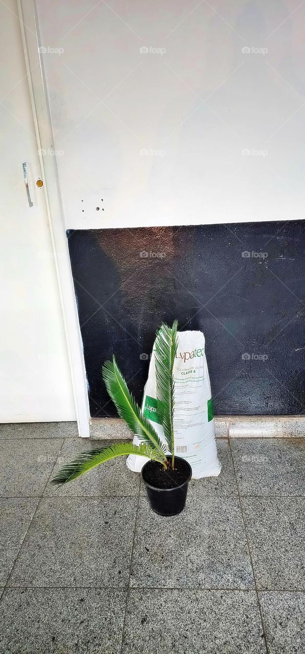 textile peony boho elegant branch season classic collection element colorful luxury paint beautiful tropical frame artistic wild holiday greenery exotic botany foliage romantic beauty petal rose decor flora natural ornament flower floral summer sprin