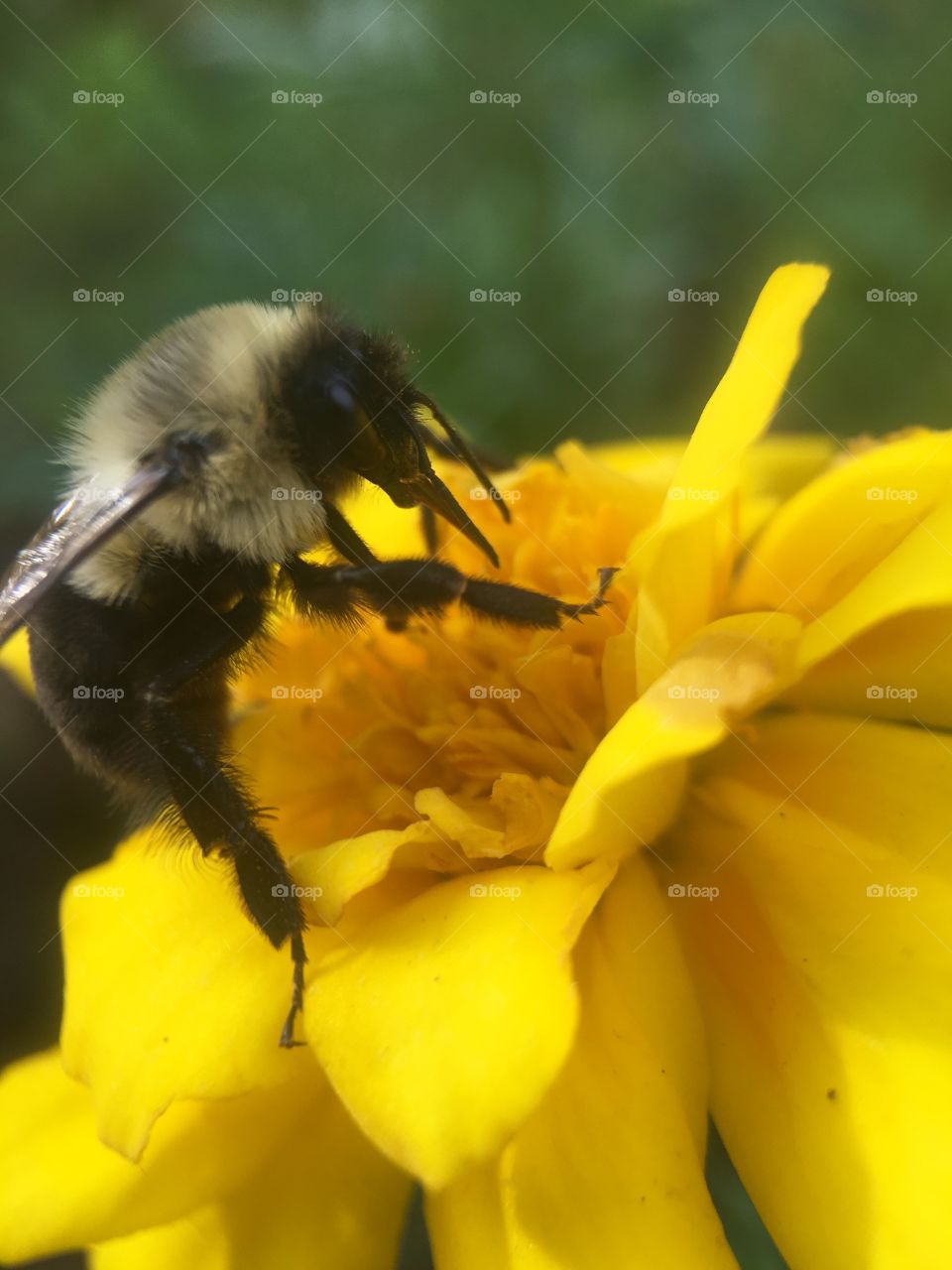 Bee in search of food