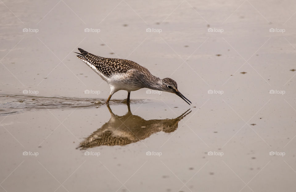 Sandpiper Looking for a Snack 
