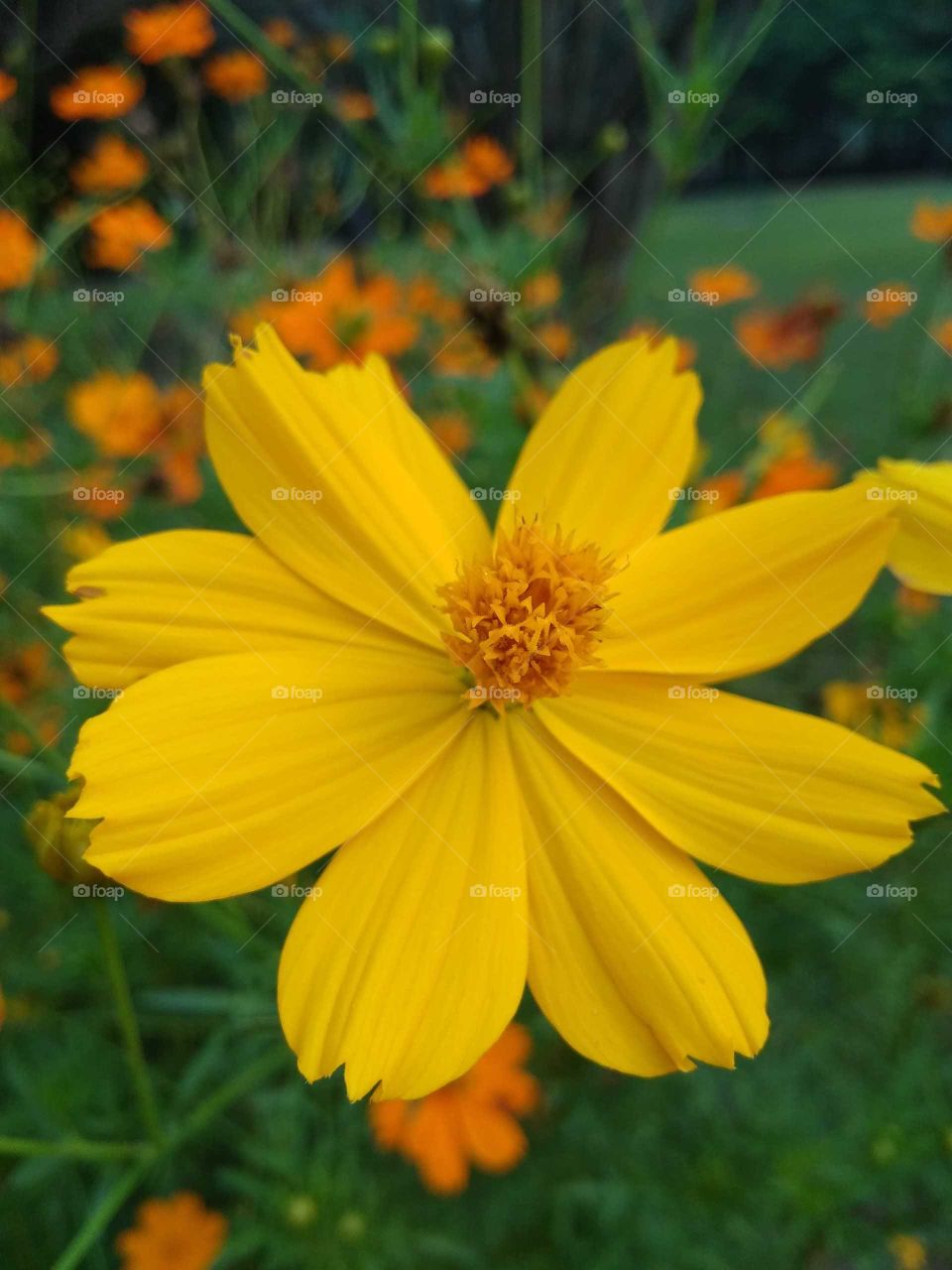 yellow flower