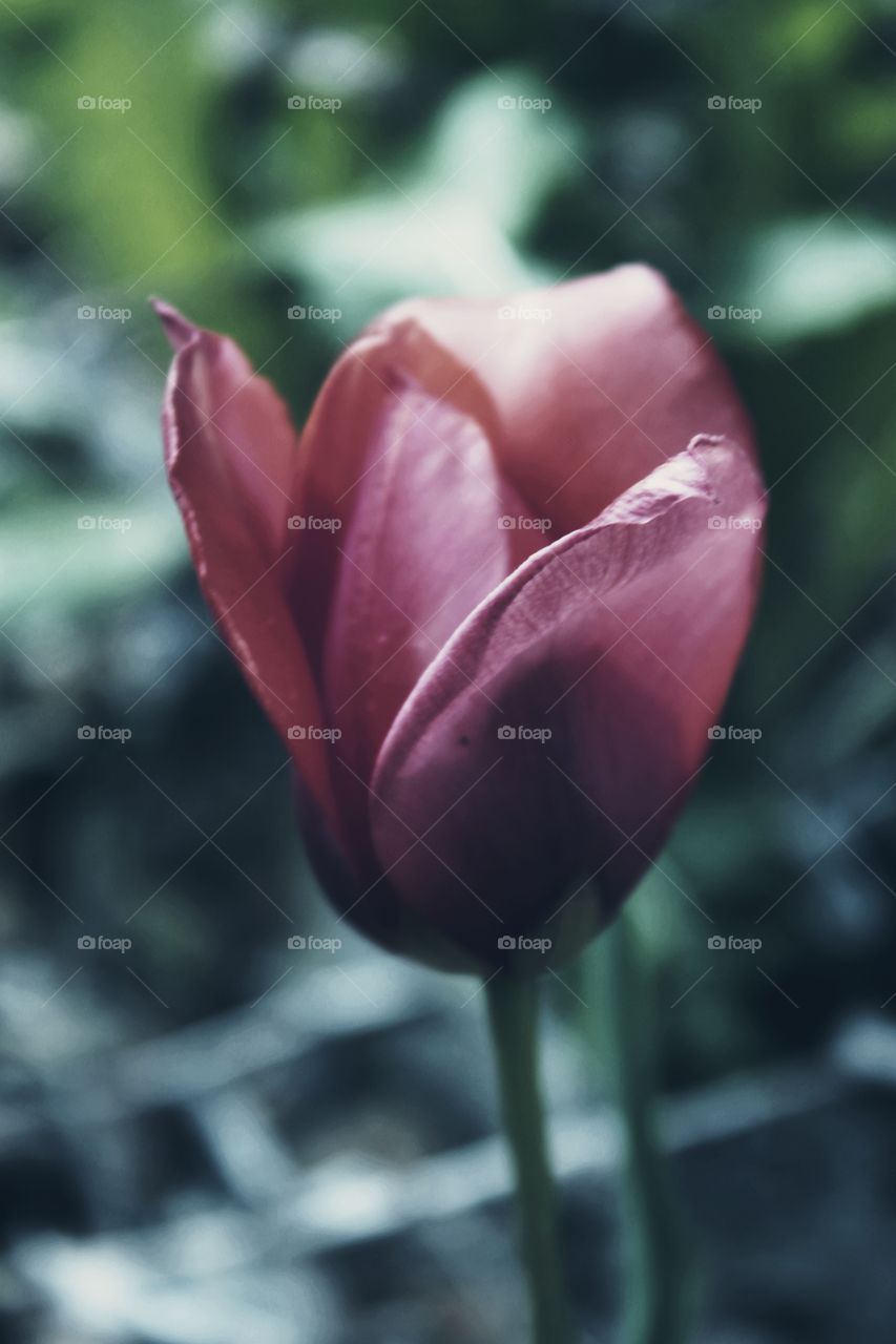 tulip flower