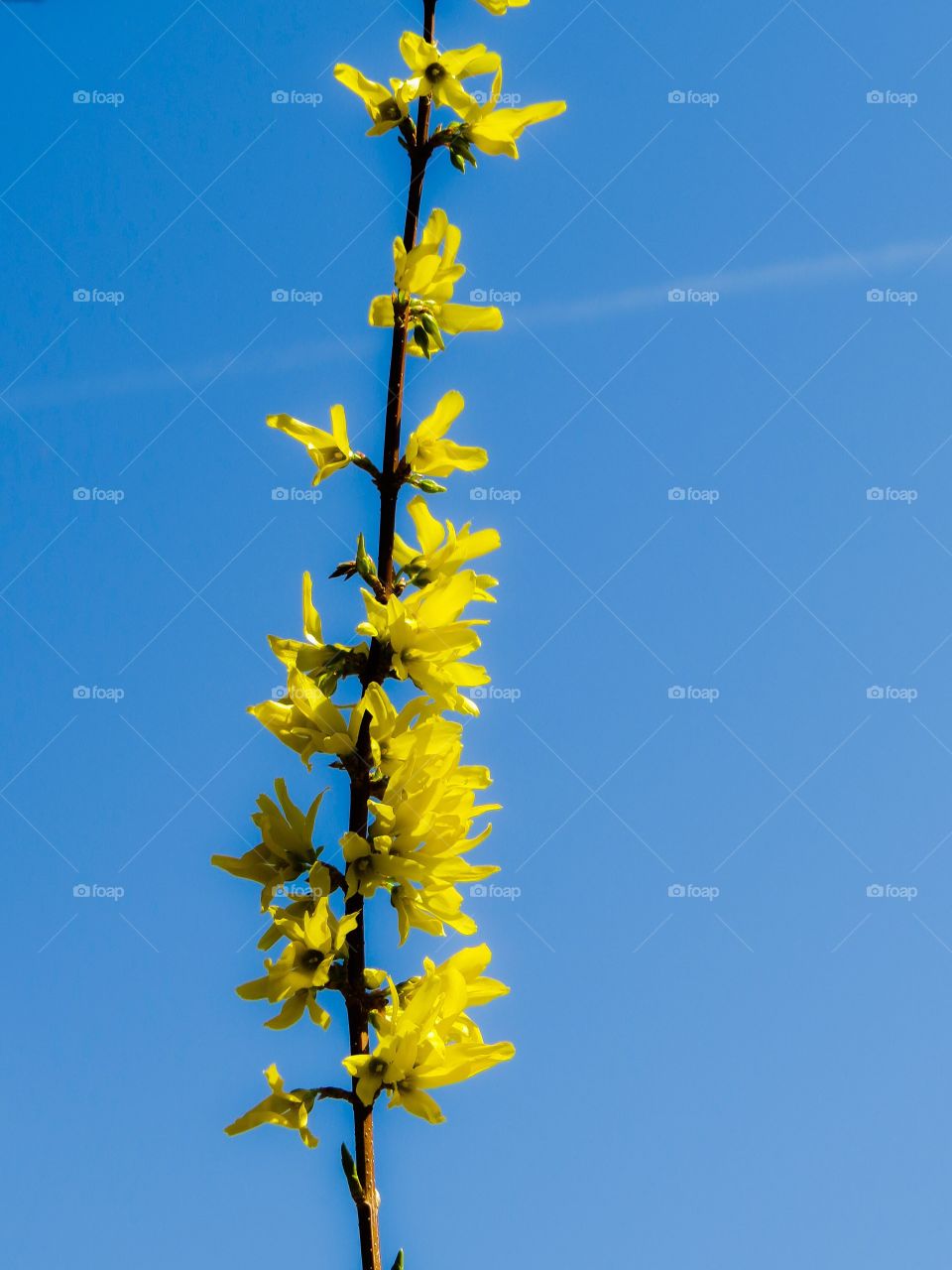 Forsythia