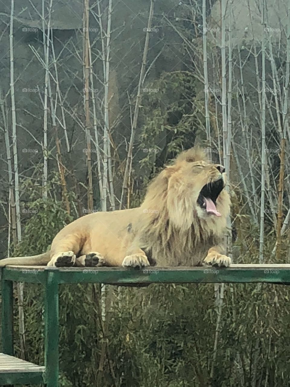 Lion yawning 