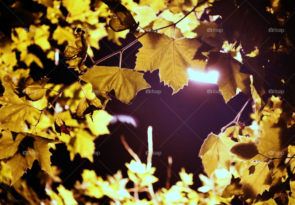 Beautiful Tree Leaves at Night of on the Sodium light