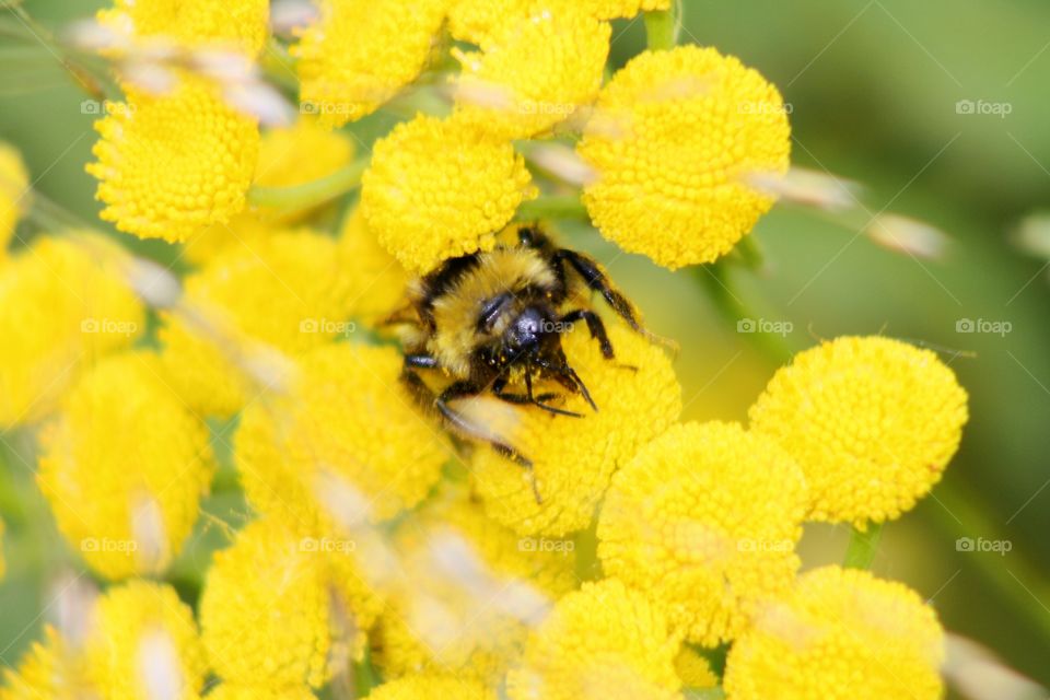 Bumblebee on yellow flowers