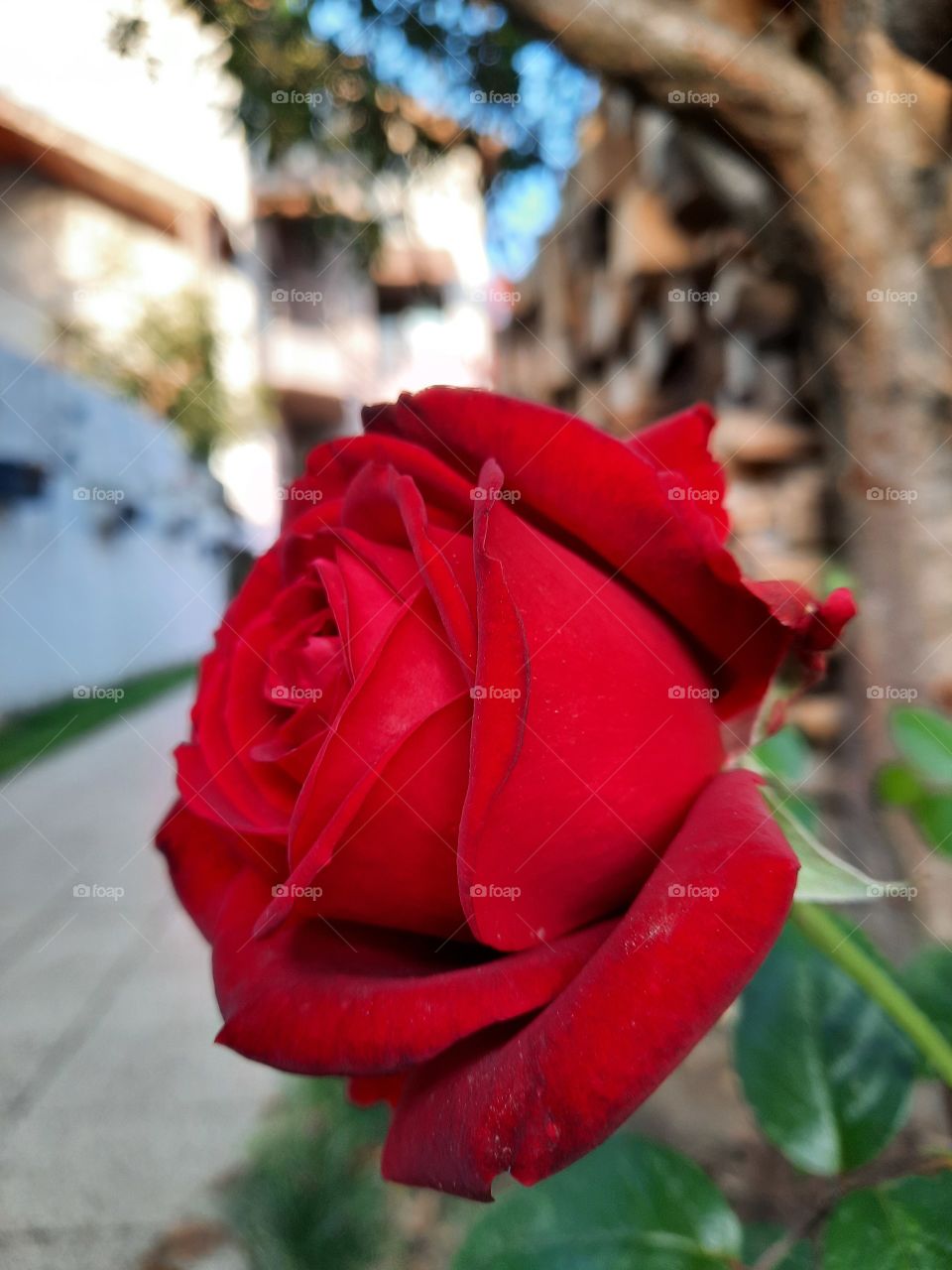 other photo, same rose