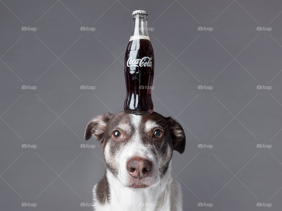 Dog with Coca Cola on his head