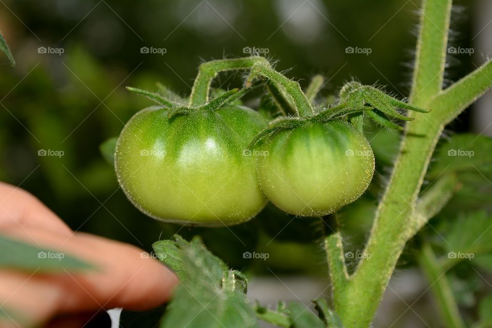 green tomatoes in branch